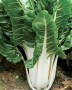 bieta verde